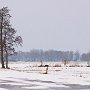 winterweiden2